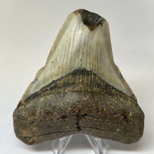 Megalodon - Rekin Gigant Skamieniały Ząb rekina Muzealny Zachowane ŚLADY ATAKU - WALKI