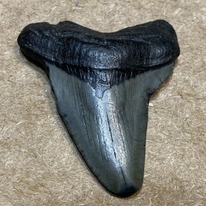 Megalodon - Rekin Gigant Ząb rekina Duży 49 mm