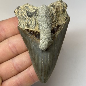UNIKAT Megalodon + Skamieniały Koralowiec - Rekin Gigant Ząb rekina Muzealny 87 mm